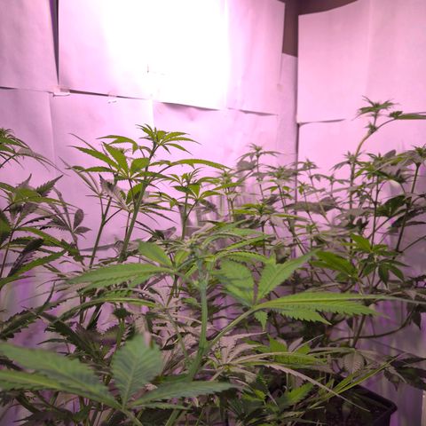 Goku (Gorilla Cookies) growlog timeline photo