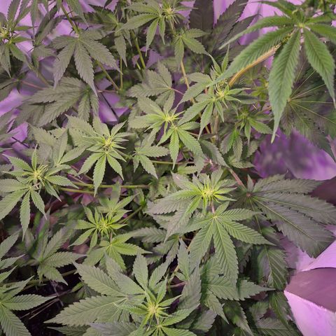 Goku (Gorilla Cookies) growlog timeline photo