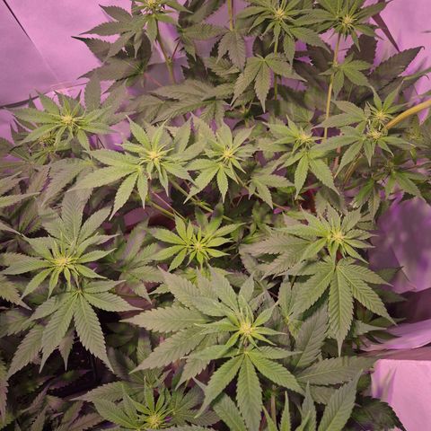 Goku (Gorilla Cookies) growlog timeline photo