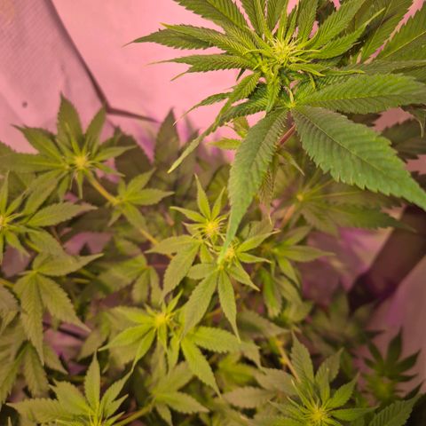 Goku (Gorilla Cookies) growlog timeline photo