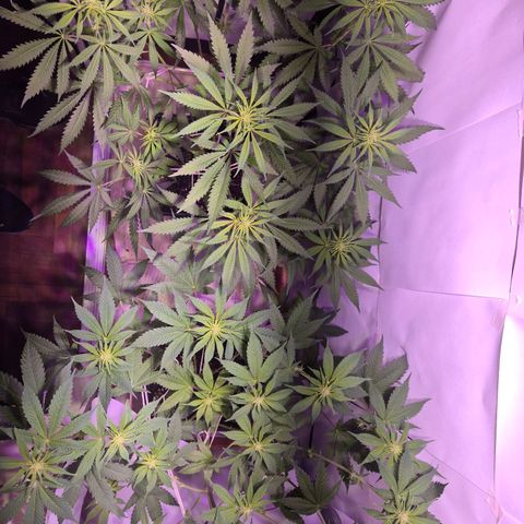 Goku (Gorilla Cookies) growlog timeline photo