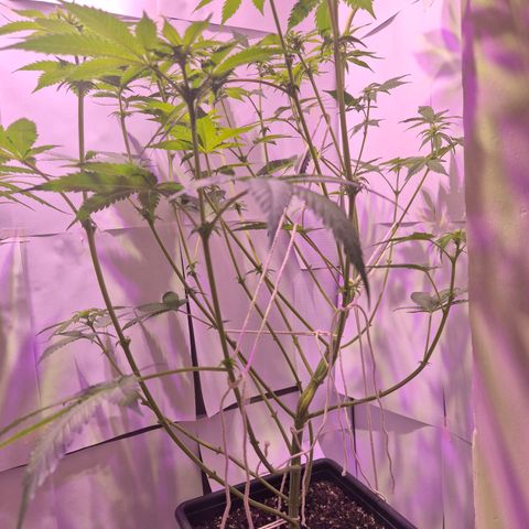 Goku (Gorilla Cookies) growlog timeline photo