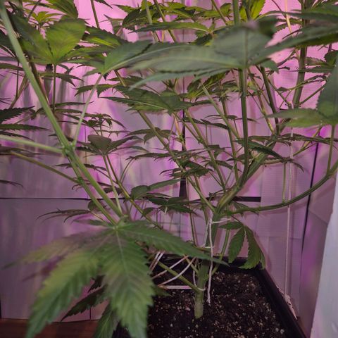 Goku (Gorilla Cookies) growlog timeline photo