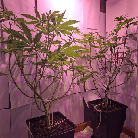 Goku (Gorilla Cookies) growlog timeline photo