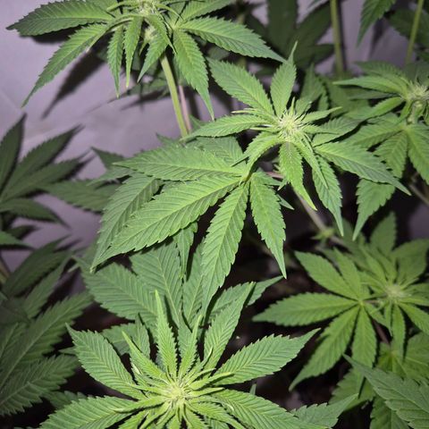 Goku (Gorilla Cookies) growlog timeline photo