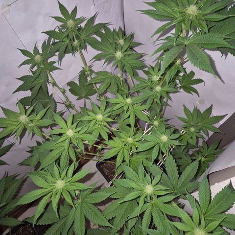 Goku (Gorilla Cookies) growlog timeline photo