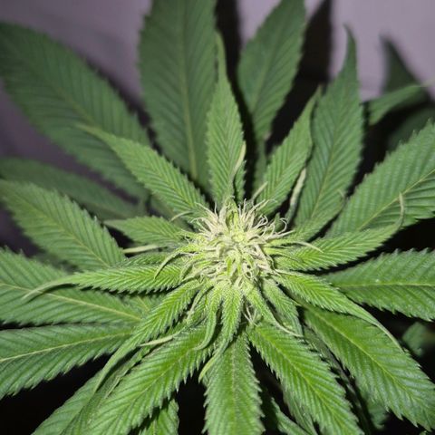 Goku (Gorilla Cookies) growlog timeline photo