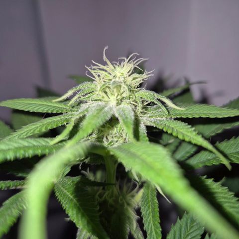 Goku (Gorilla Cookies) growlog timeline photo