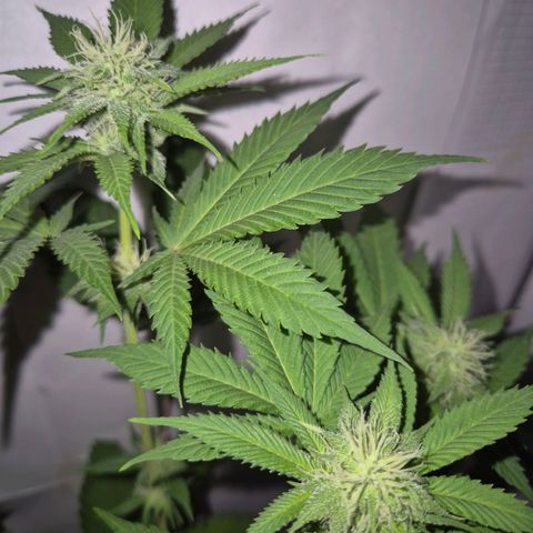 Goku (Gorilla Cookies) growlog timeline photo