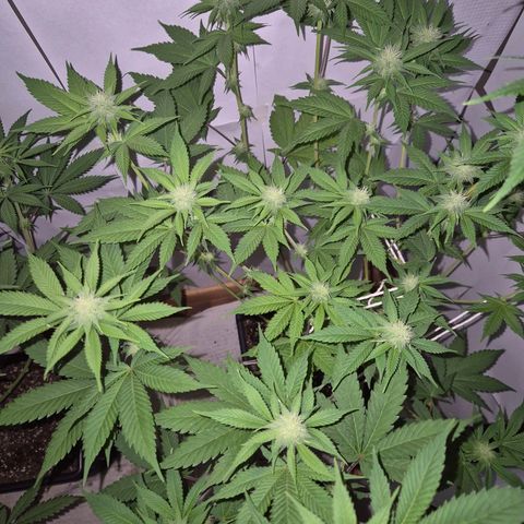 Goku (Gorilla Cookies) growlog timeline photo