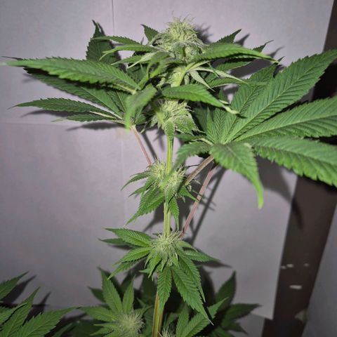 Goku (Gorilla Cookies) growlog timeline photo