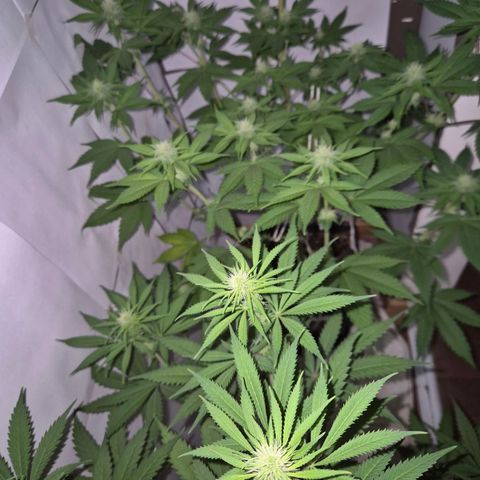 Goku (Gorilla Cookies) growlog timeline photo