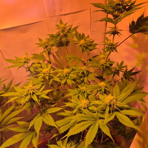 Goku (Gorilla Cookies) growlog timeline photo