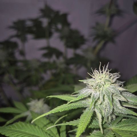 Goku (Gorilla Cookies) growlog timeline photo