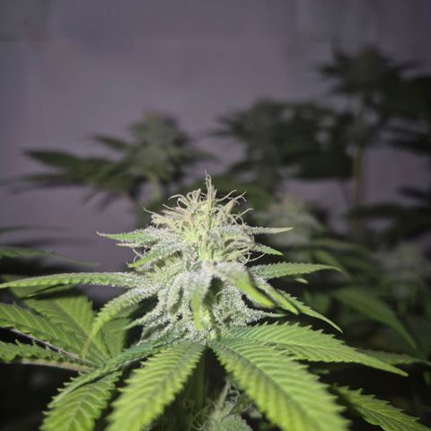 Goku (Gorilla Cookies) growlog timeline photo