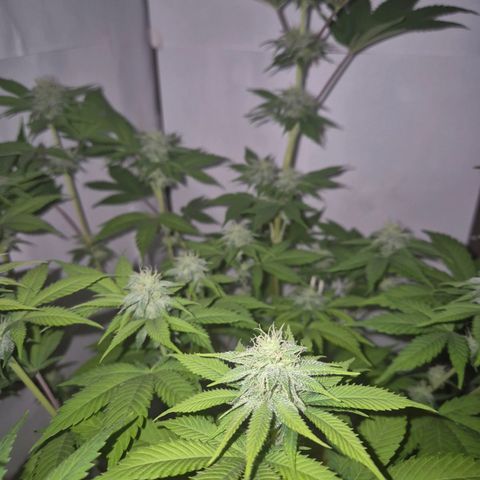 Goku (Gorilla Cookies) growlog timeline photo