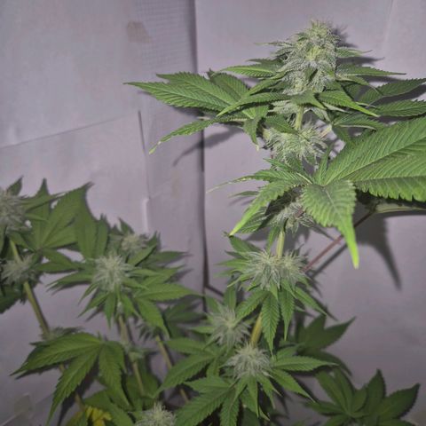 Goku (Gorilla Cookies) growlog timeline photo