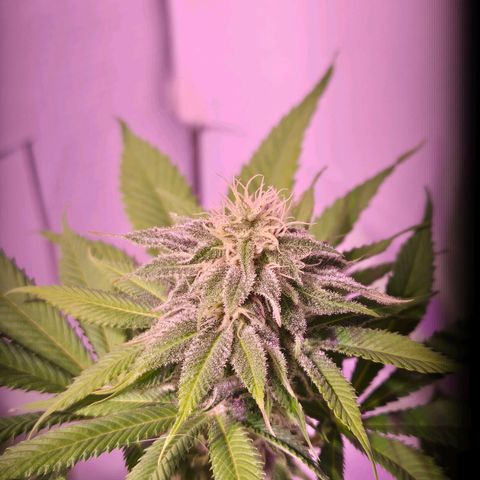 Goku (Gorilla Cookies) growlog timeline photo