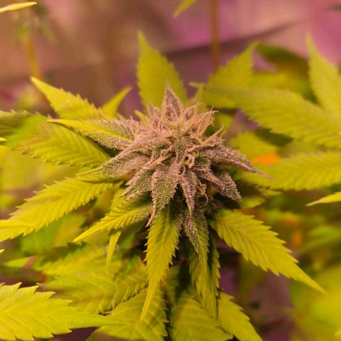 Goku (Gorilla Cookies) growlog timeline photo
