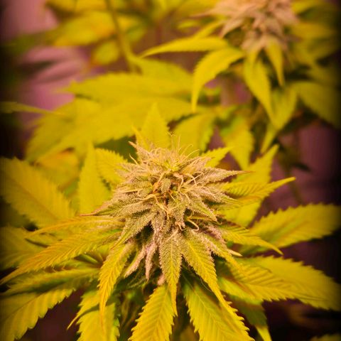Goku (Gorilla Cookies) growlog timeline photo