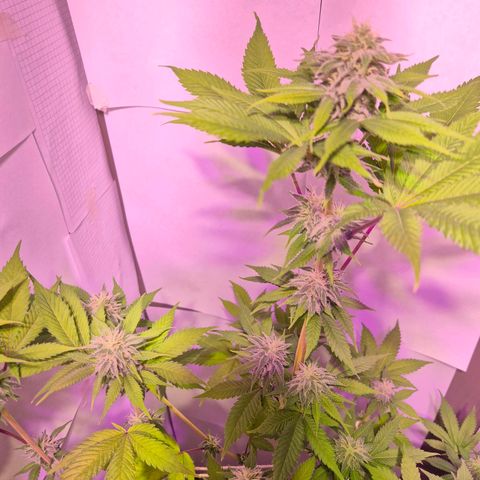 Goku (Gorilla Cookies) growlog timeline photo
