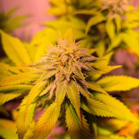 Goku (Gorilla Cookies) growlog timeline photo