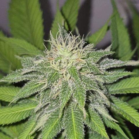 Goku (Gorilla Cookies) growlog timeline photo