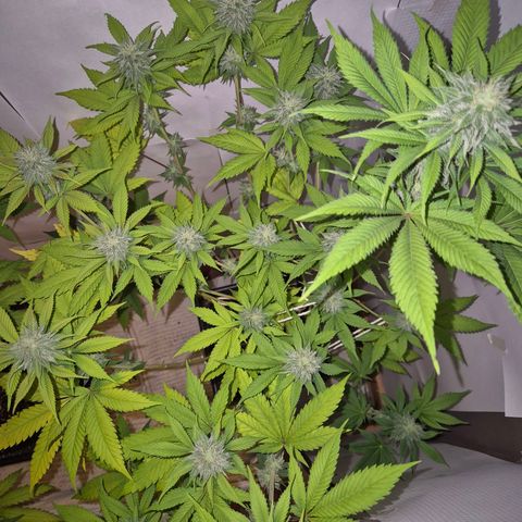 Goku (Gorilla Cookies) growlog timeline photo