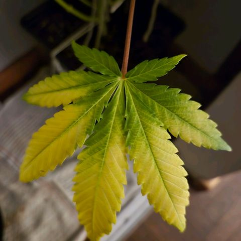 Goku (Gorilla Cookies) growlog timeline photo