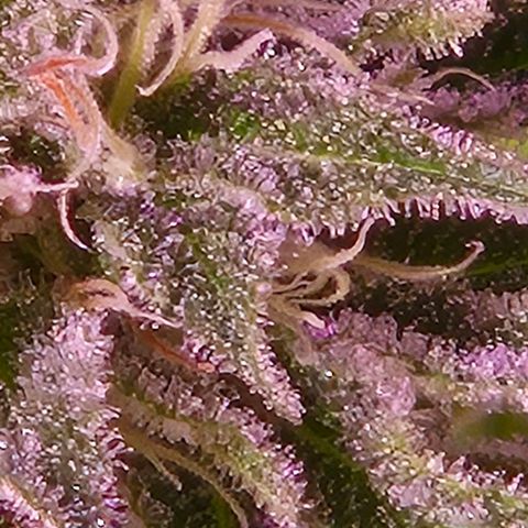 Goku (Gorilla Cookies) growlog timeline photo