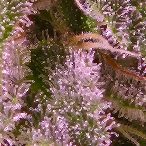 Goku (Gorilla Cookies) growlog timeline photo
