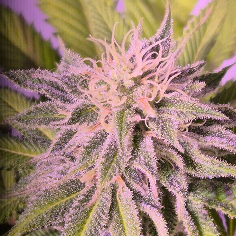 Goku (Gorilla Cookies) growlog timeline photo