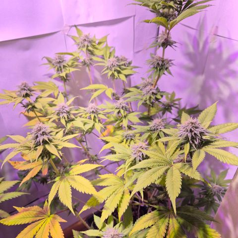 Goku (Gorilla Cookies) growlog timeline photo