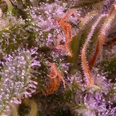 Goku (Gorilla Cookies) growlog timeline photo