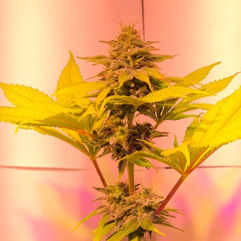 Goku (Gorilla Cookies) growlog timeline photo