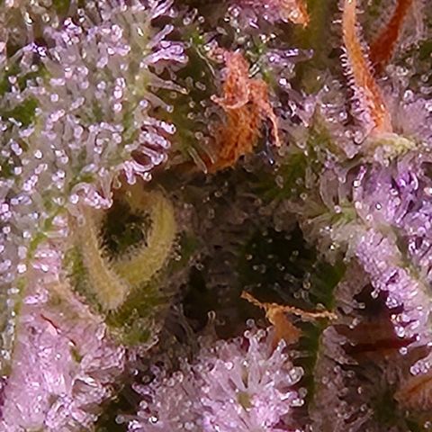 Goku (Gorilla Cookies) growlog timeline photo