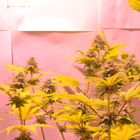 Goku (Gorilla Cookies) growlog timeline photo