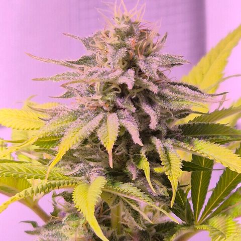 Goku (Gorilla Cookies) growlog timeline photo