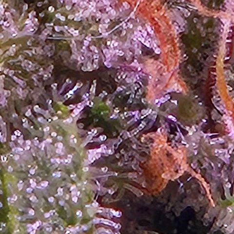 Goku (Gorilla Cookies) growlog timeline photo