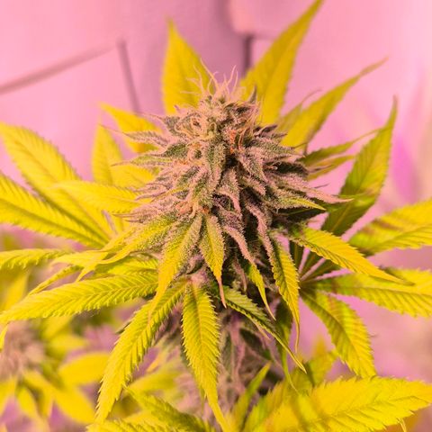 Goku (Gorilla Cookies) growlog timeline photo