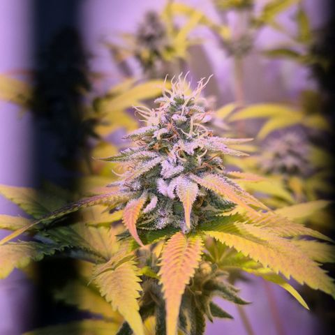 Goku (Gorilla Cookies) growlog timeline photo