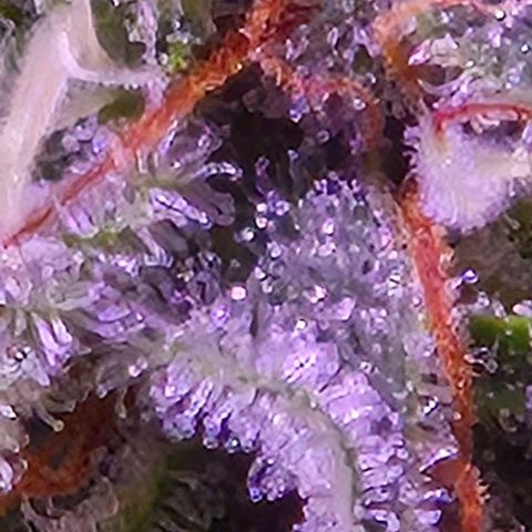 Goku (Gorilla Cookies) growlog timeline photo