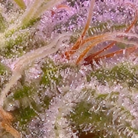 Goku (Gorilla Cookies) growlog timeline photo