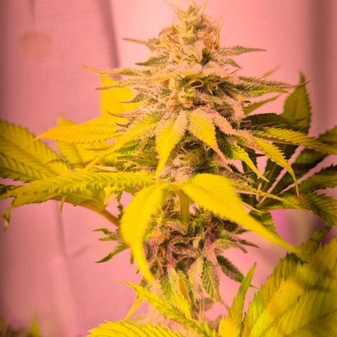 Goku (Gorilla Cookies) growlog timeline photo