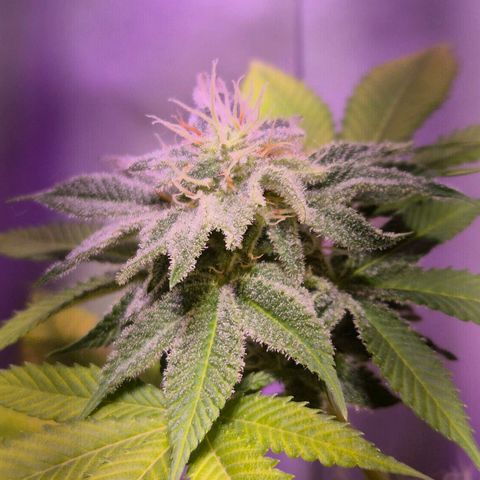 Goku (Gorilla Cookies) growlog timeline photo