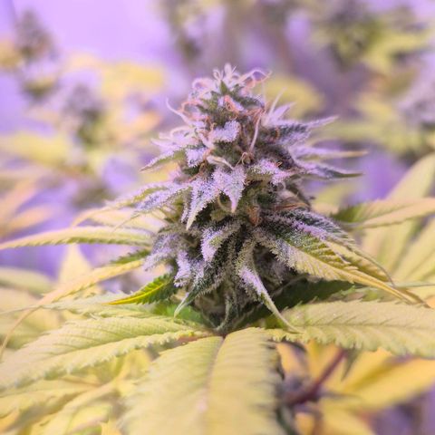 Goku (Gorilla Cookies) growlog timeline photo