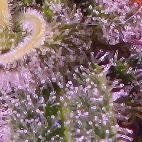 Goku (Gorilla Cookies) growlog timeline photo