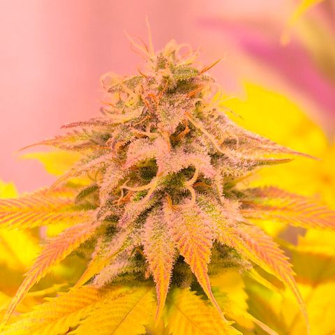 Goku (Gorilla Cookies) growlog timeline photo