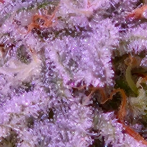 Goku (Gorilla Cookies) growlog timeline photo