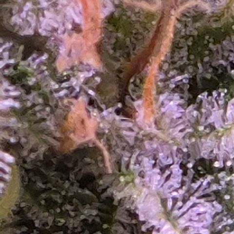 Goku (Gorilla Cookies) growlog timeline photo